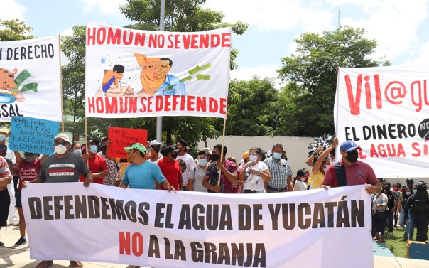 Homun_cerdos_cerrado_Indignacion-1